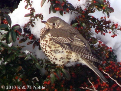 mistle thrush (Turdus viscivorus) K & M Noble